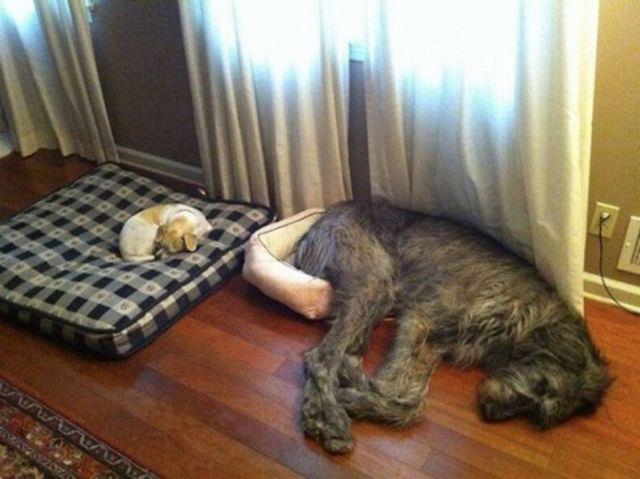 comfort for pets comfort for pets