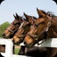 /album/pet-photos/horses-veterinary-png1/