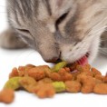 /album/pet-photos/pet-nutrition200-jpg1/