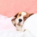 /album/pet-photos/sick-dog200-jpg1/