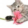 /album/pet-photos/cat-plays-with-a-pink-200-jpg1/