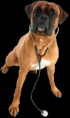 /album/pet-photos/veterinarian-dog-png1/